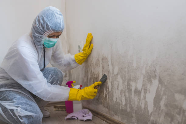 Crawl Space Mold Removal in Mont Clare, PA