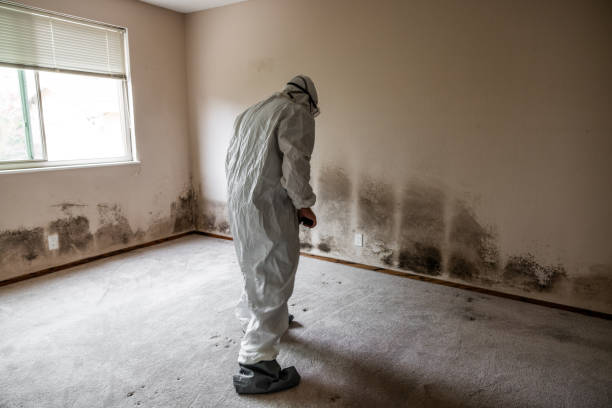 Best Mold Damage Repair  in Mont Clare, PA